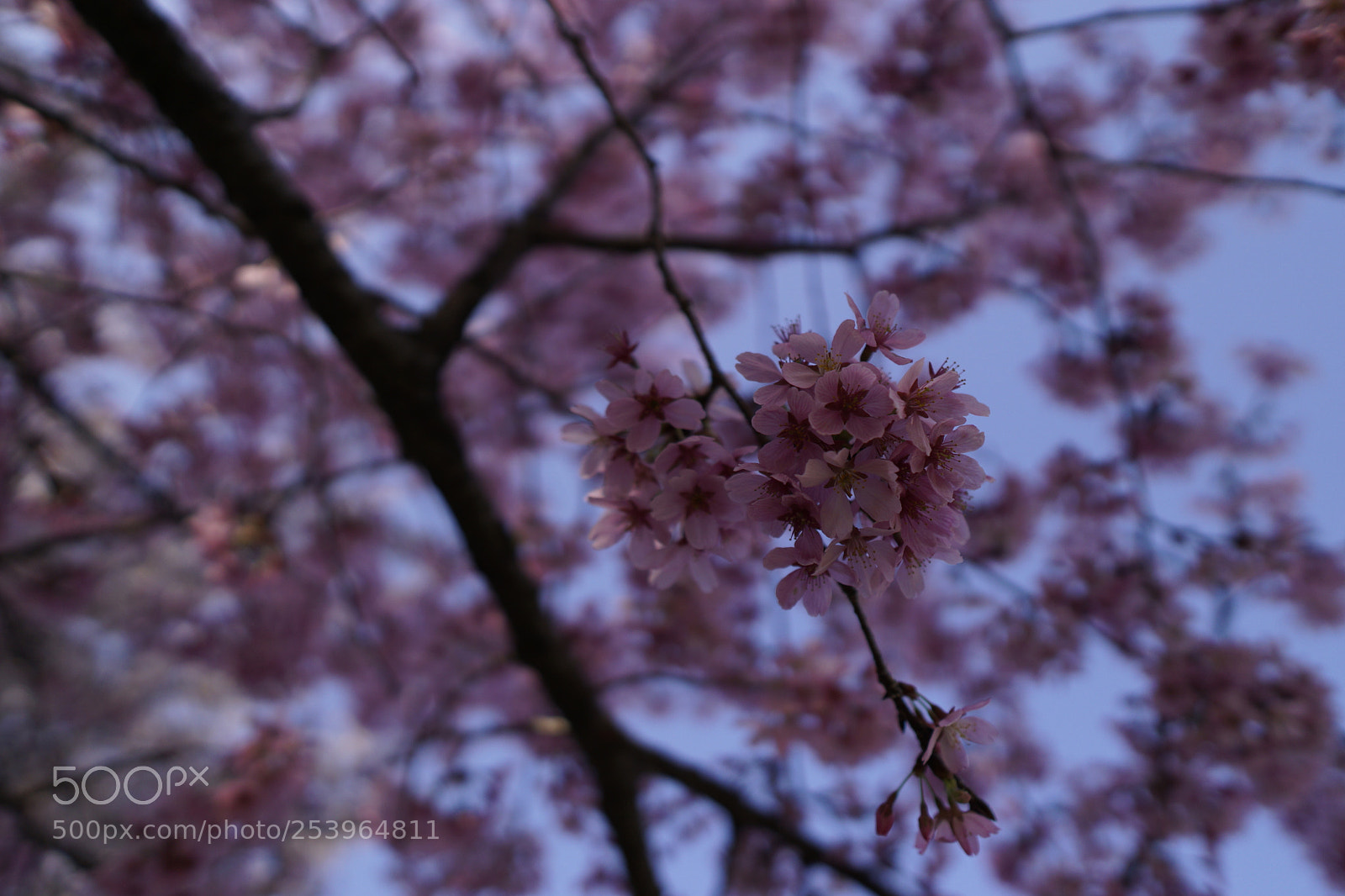 Sony a6000 sample photo. Dsc photography