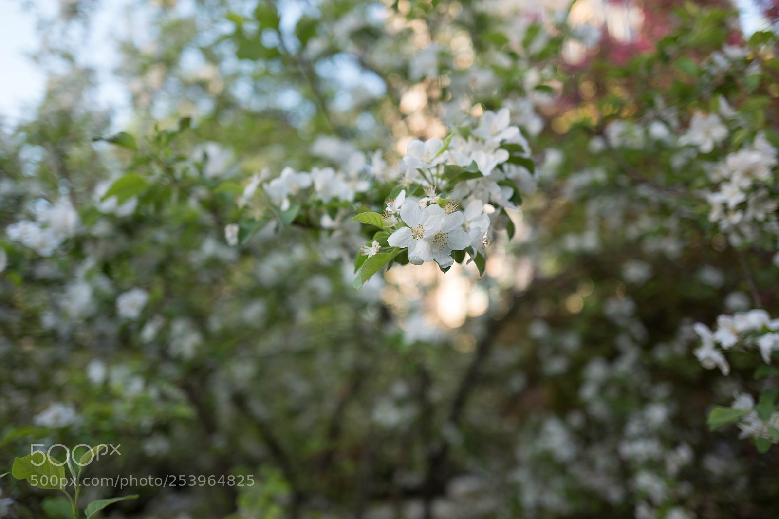 Leica Q (Typ 116) sample photo. L photography