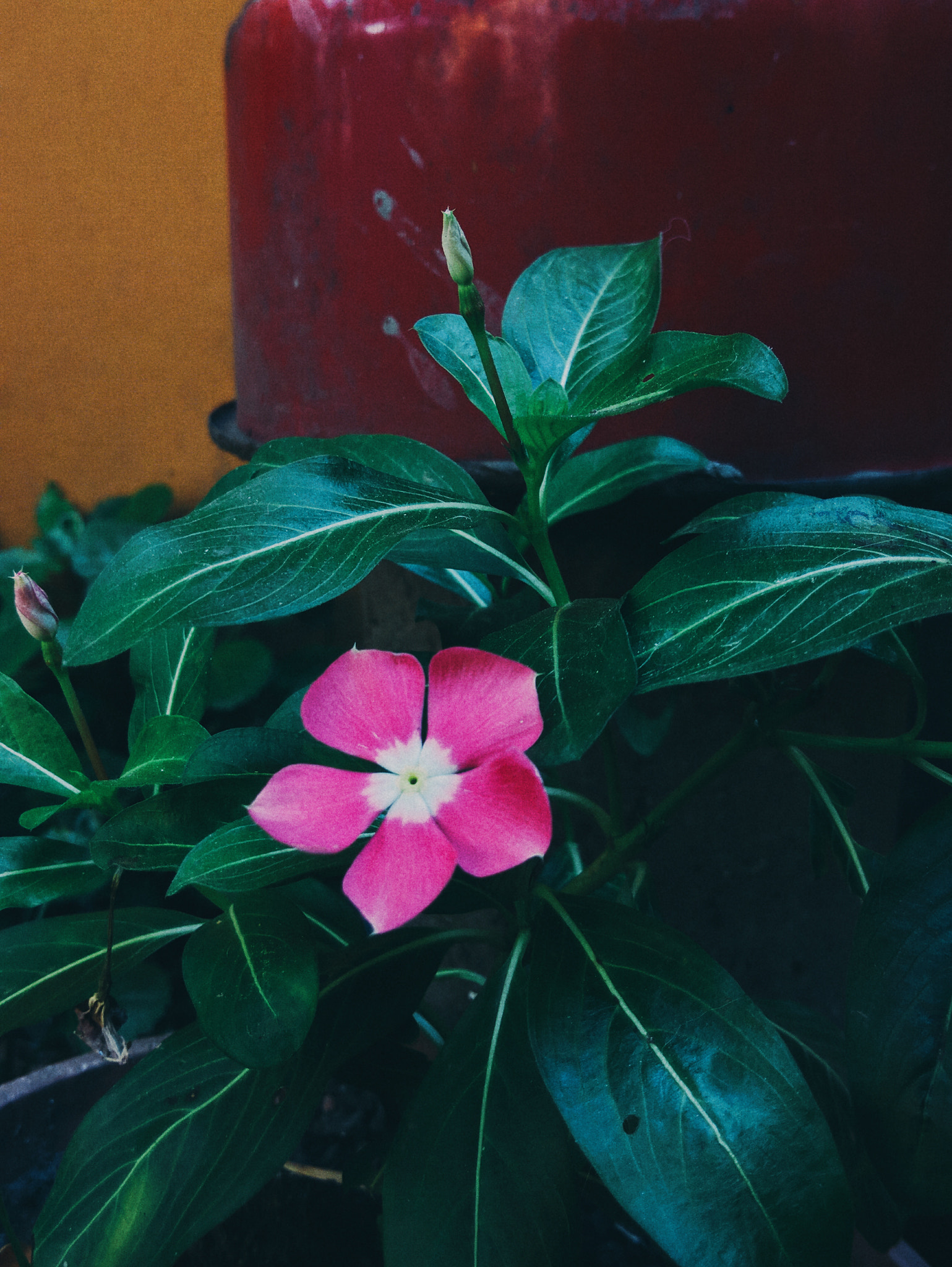 Xiaomi Redmi Note 3 sample photo