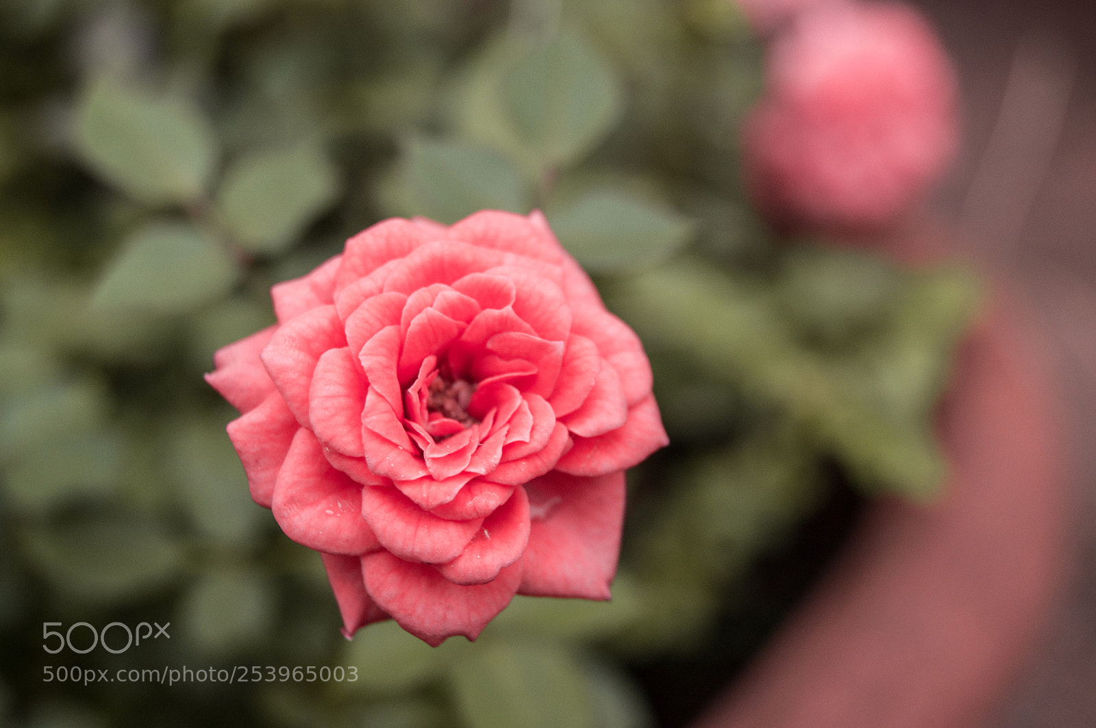 Sony SLT-A37 sample photo. Rose photography