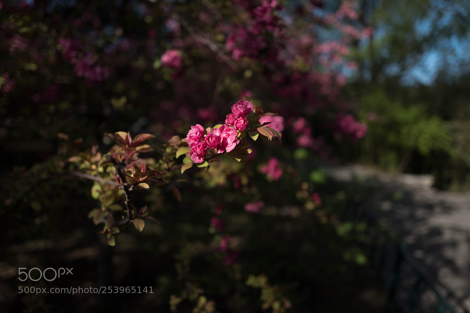 Leica Q (Typ 116) sample photo. L photography