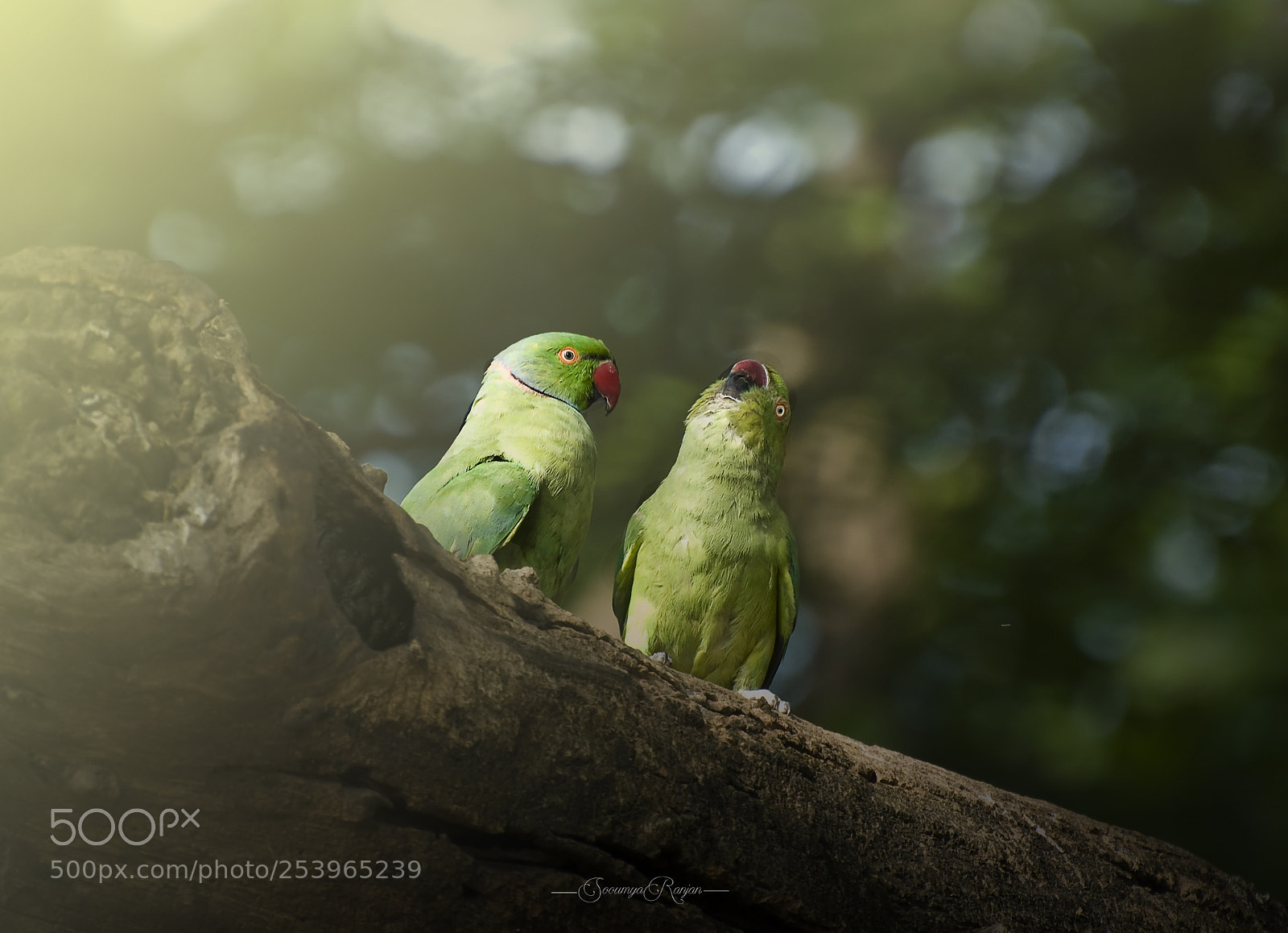 Nikon D90 sample photo. Happy parrot family photography