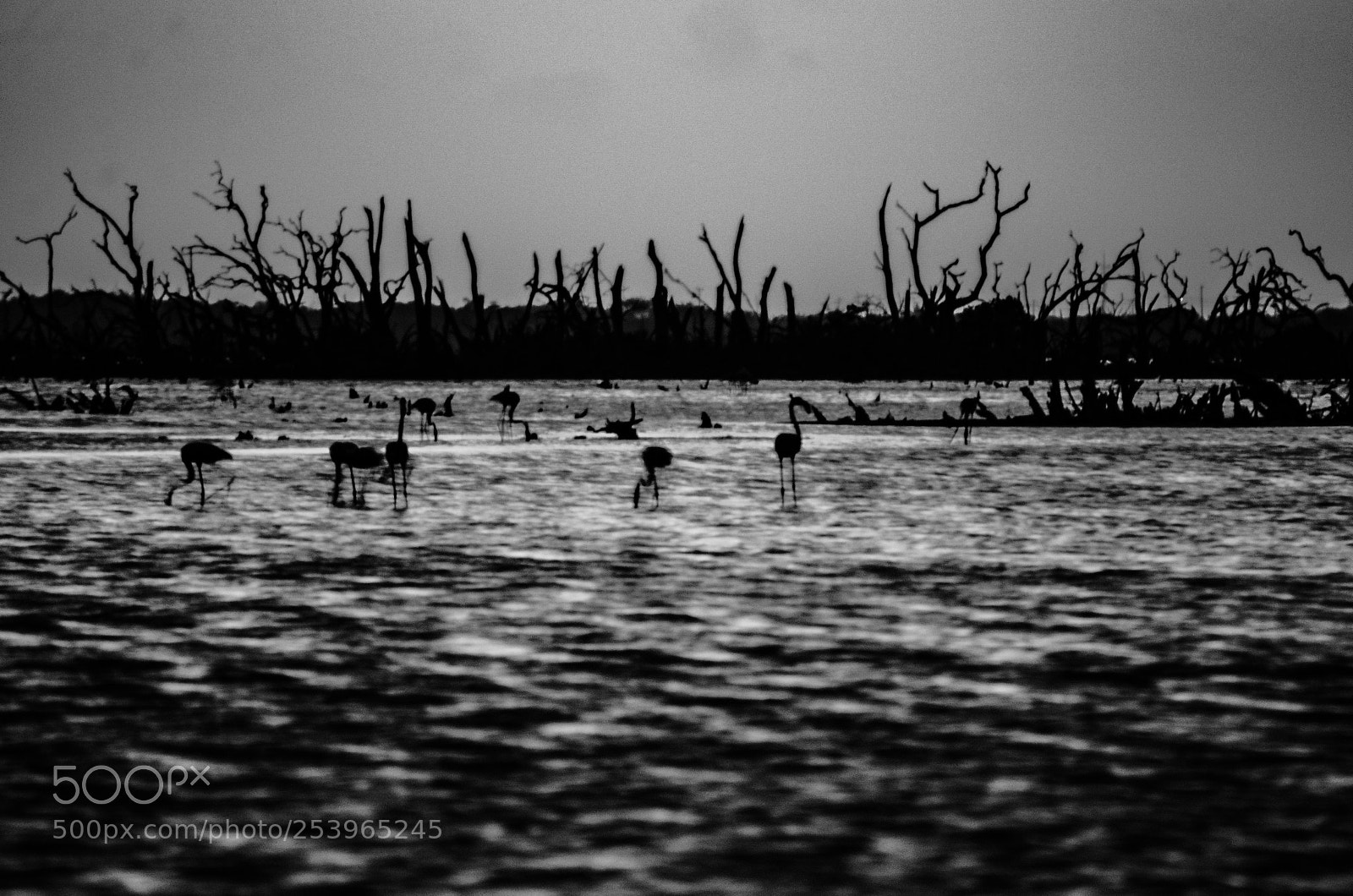 Nikon D5100 sample photo. True nature. photography