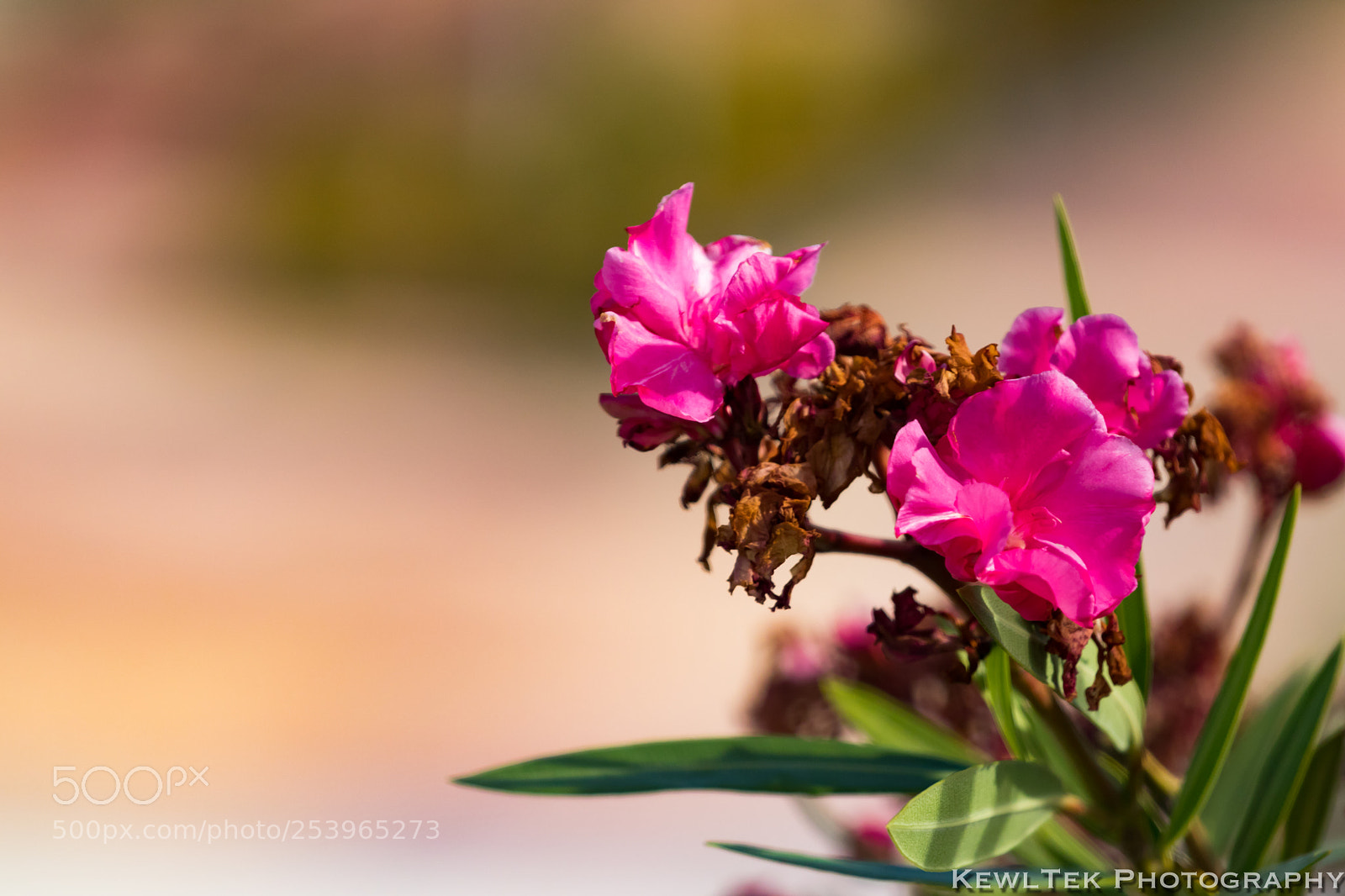 Canon EOS 80D sample photo. Oleander photography