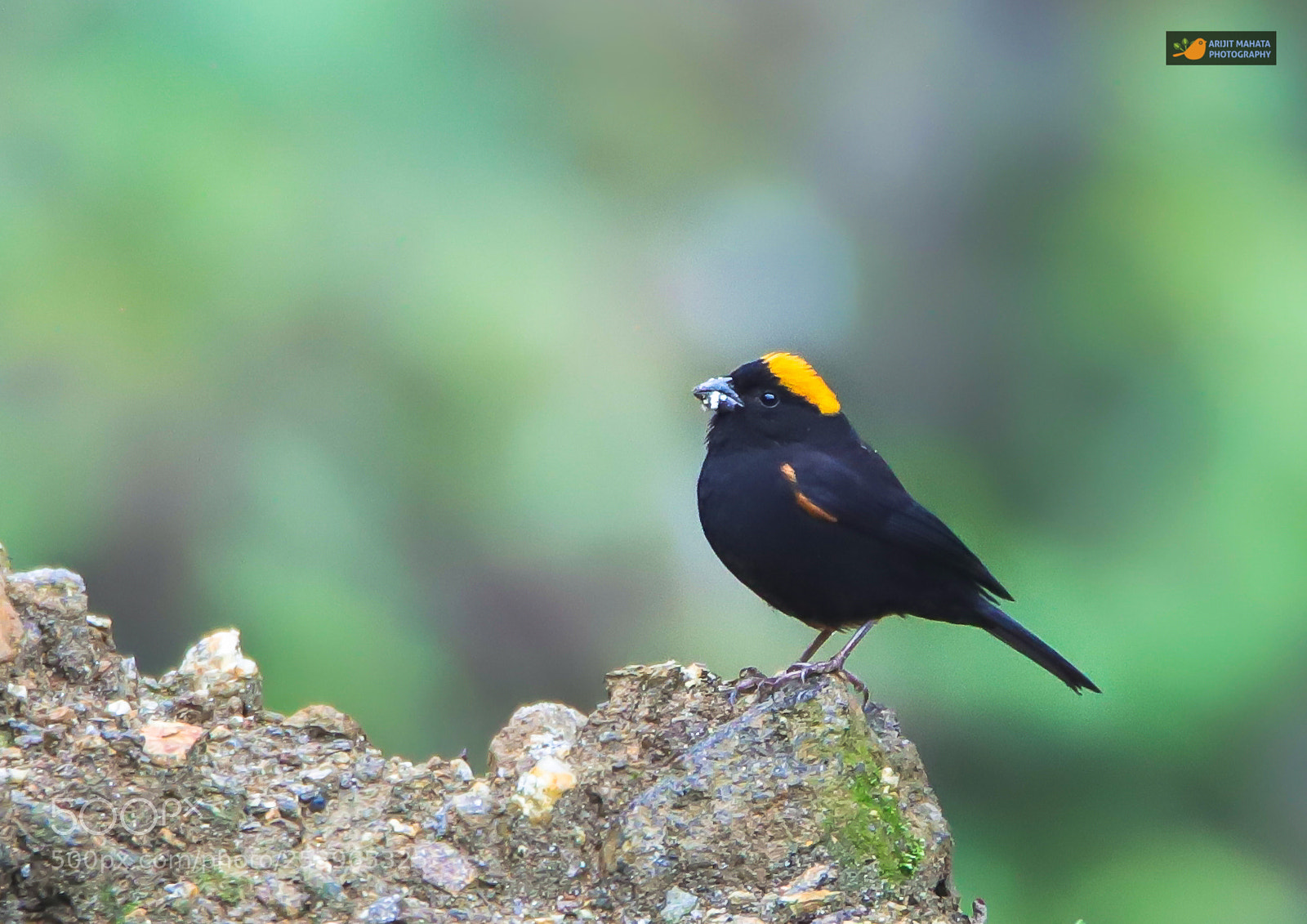 Canon EOS 6D Mark II sample photo. Golden naped finch......... photography
