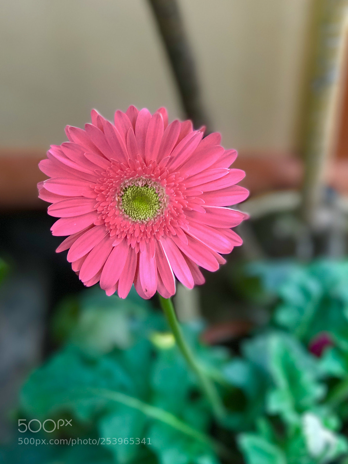Apple iPhone 7 Plus sample photo. A daisy flower photography