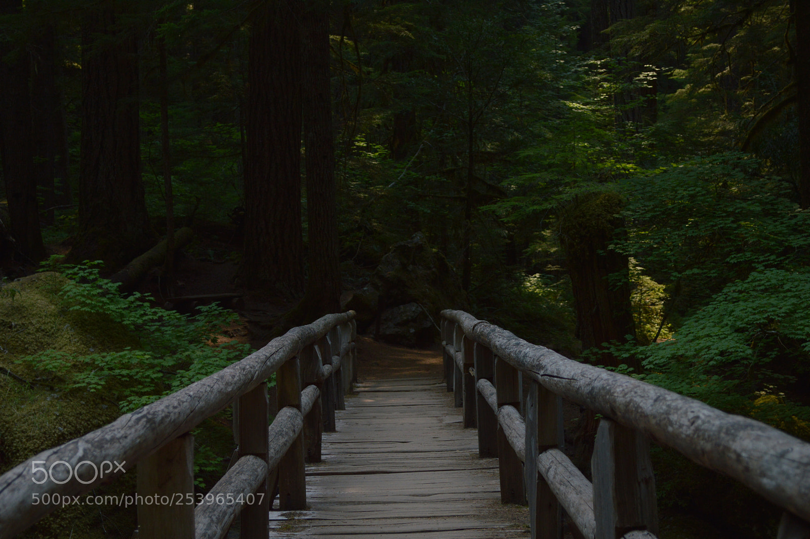Nikon D3200 sample photo. Hiking trail bridge photography