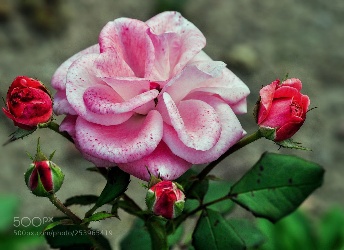Nikon D5000 sample photo. --- photography