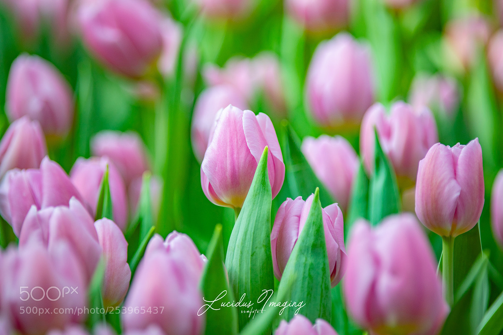 Canon EOS 5D Mark IV sample photo. Tulips photography
