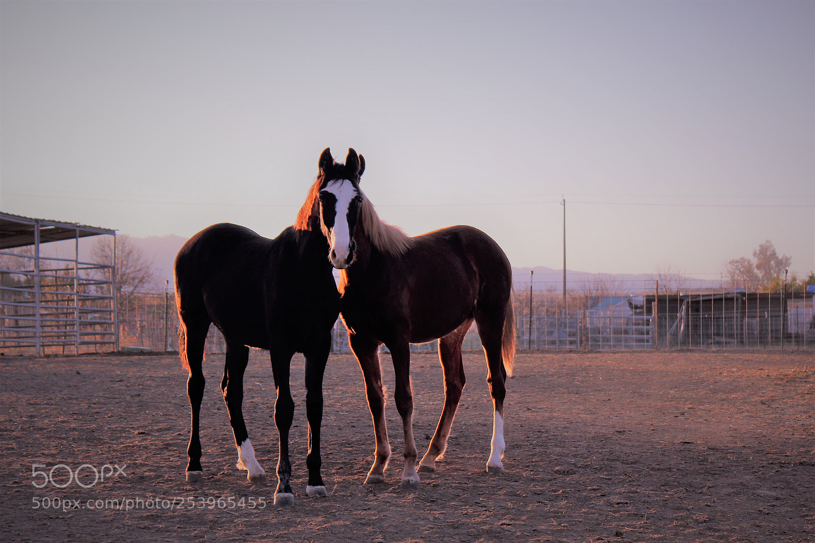 Canon EOS 600D (Rebel EOS T3i / EOS Kiss X5) sample photo. Two horses one face photography