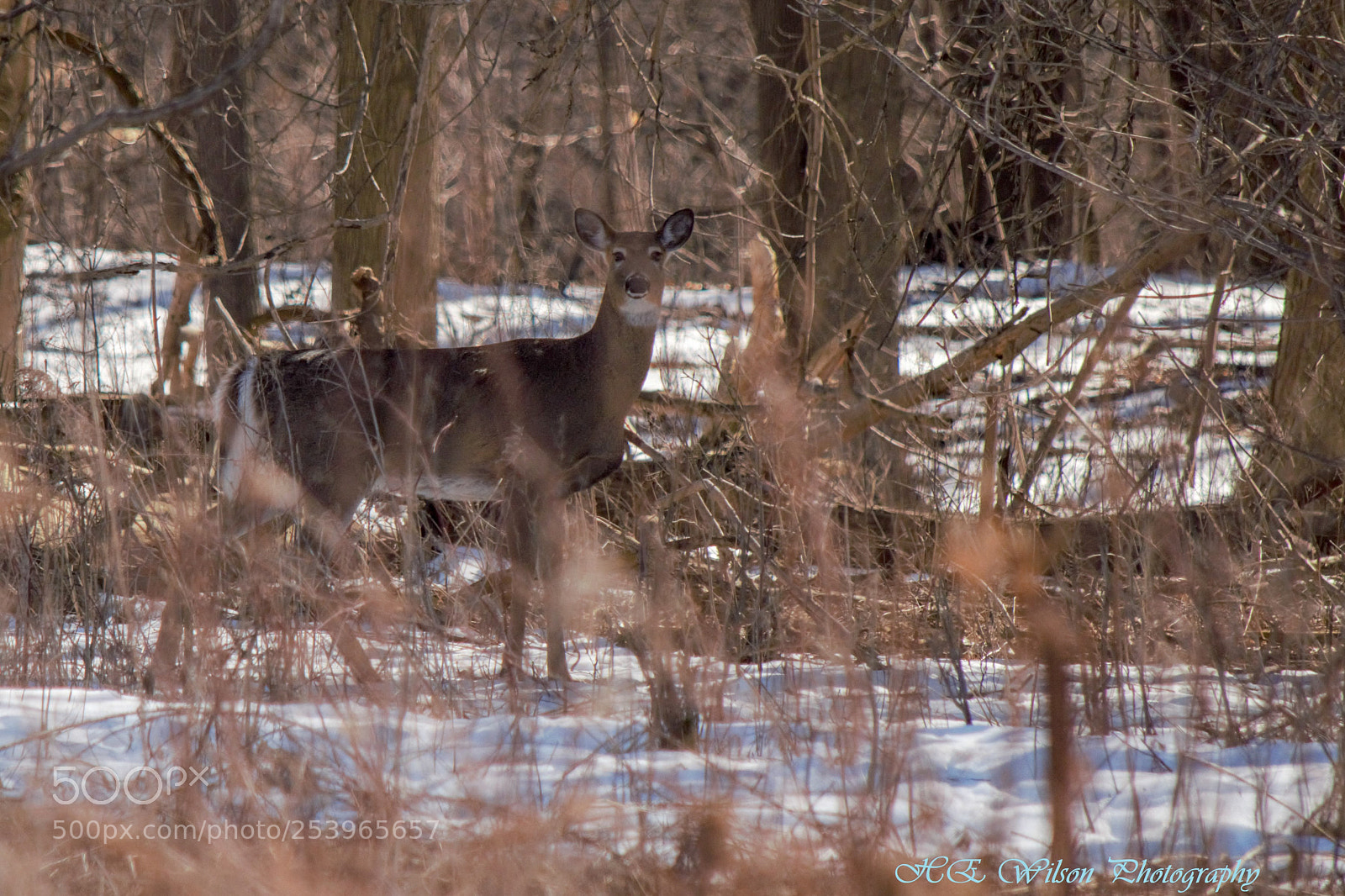 Nikon D3300 sample photo. A fleeting moment photography
