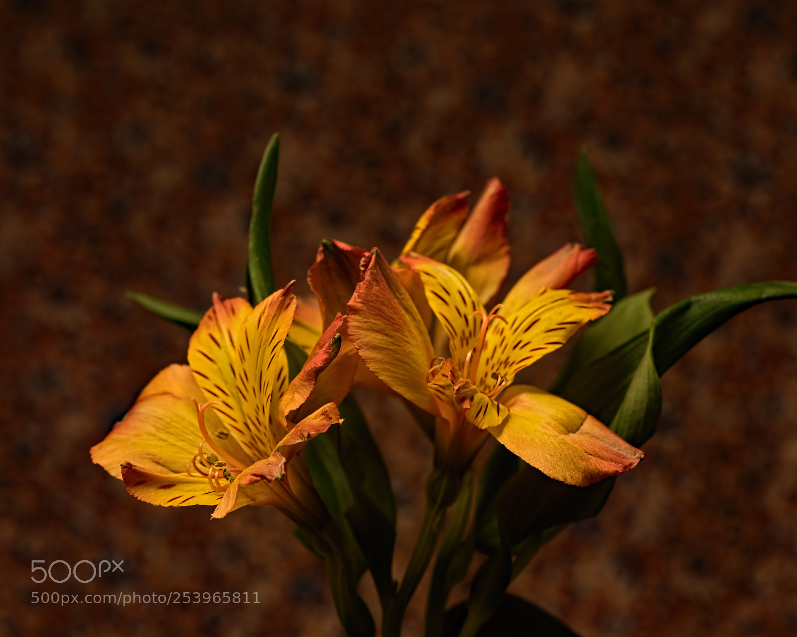 Nikon D810 sample photo. Orange astromeria 1108 photography