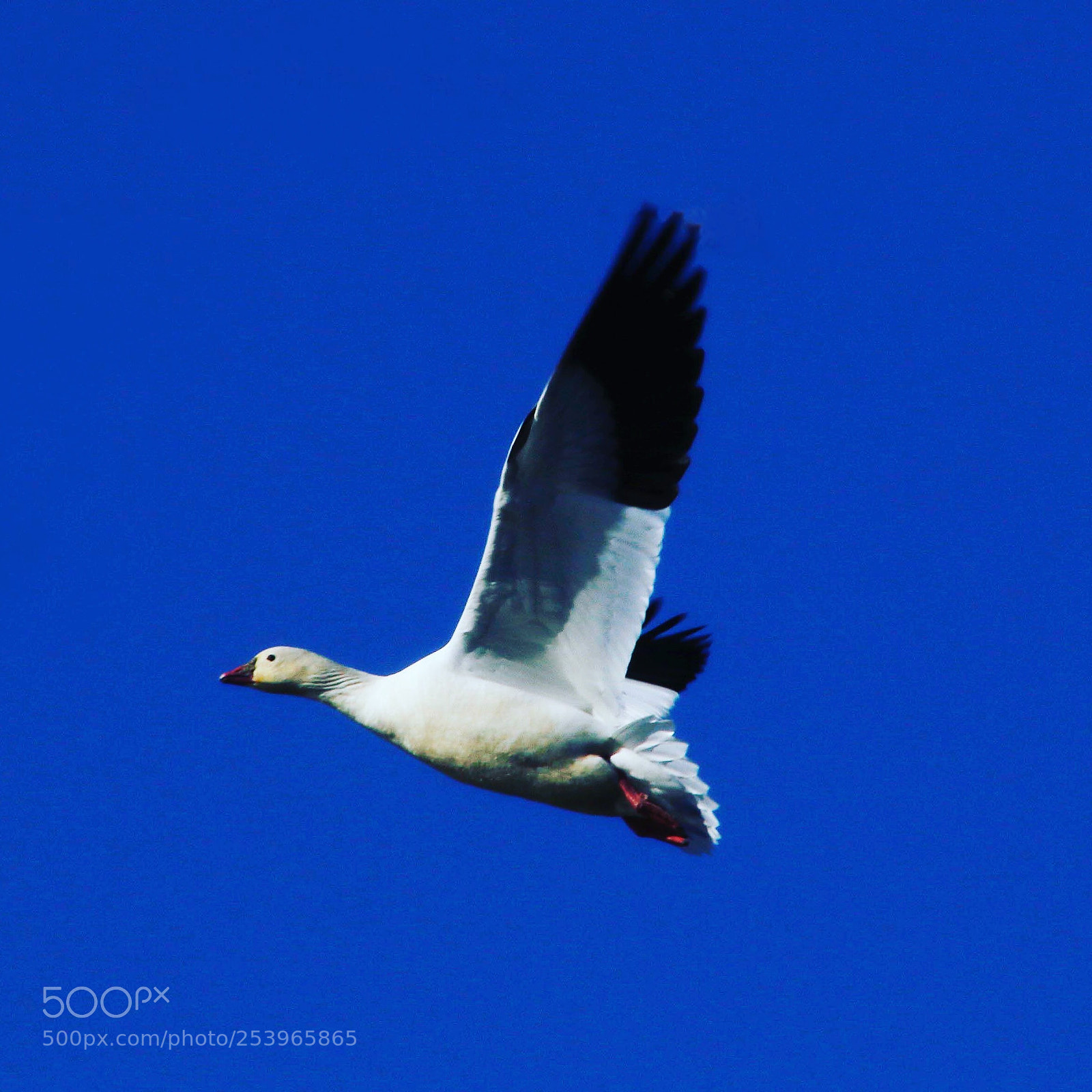 Canon EOS 7D Mark II sample photo. Snow goose sacramento wildlife photography