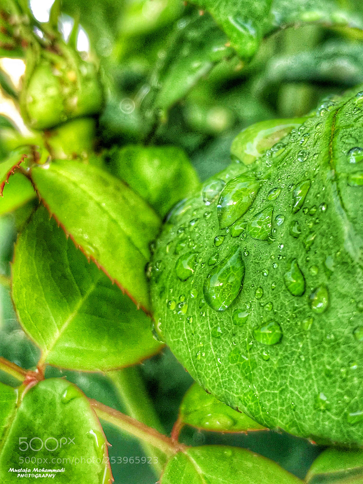 Apple iPhone 7 Plus sample photo. Untitled photography