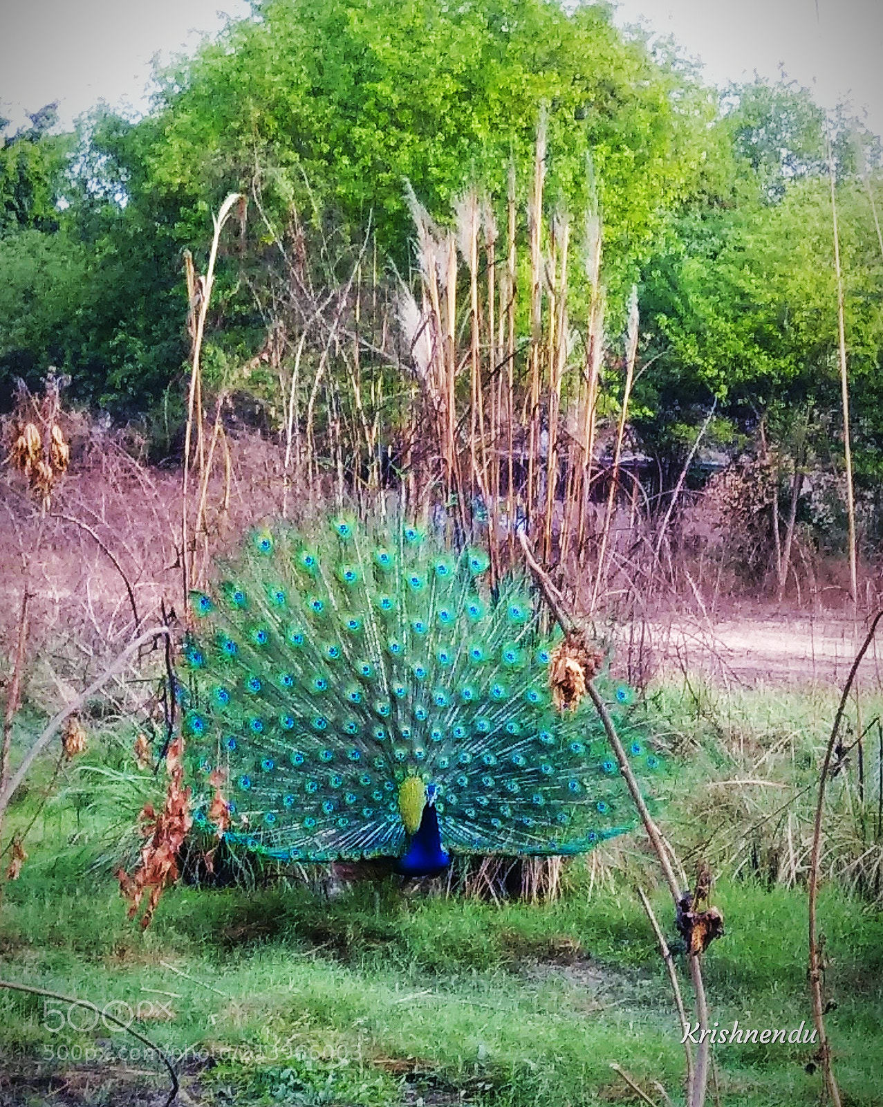 Xiaomi Redmi Note 4 sample photo. Dancing peacock photography