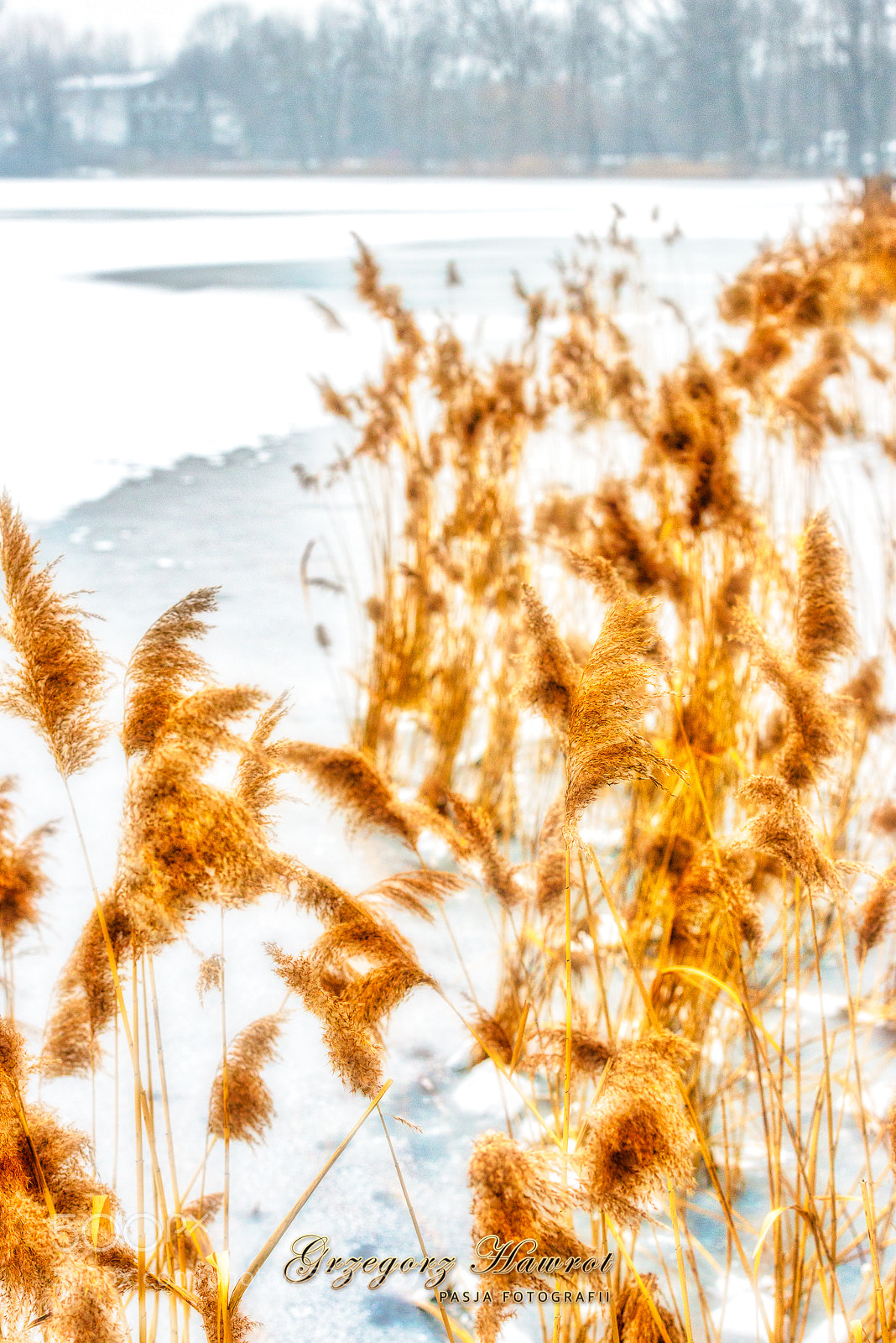 Nikon D800 sample photo. Spojrzenie przez szuwary na photography