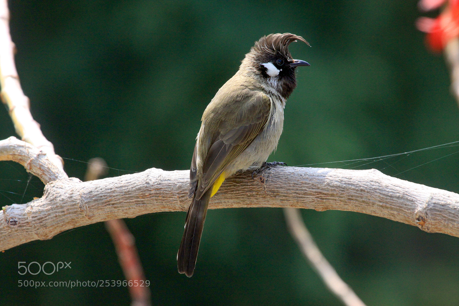 Canon EOS 50D sample photo. White cheeked bulbul, nainital photography
