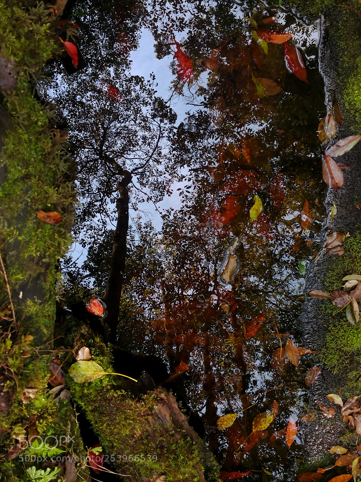 HUAWEI Mate 10 sample photo. Untitled photography
