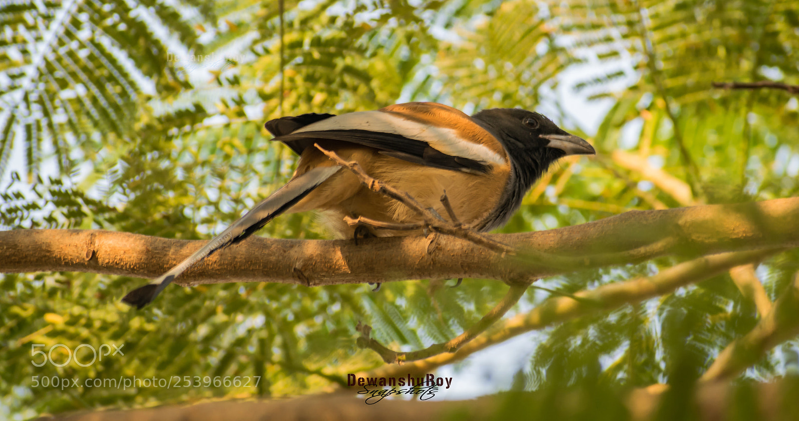 Nikon D3300 sample photo. Dewanshuroy 17 photography