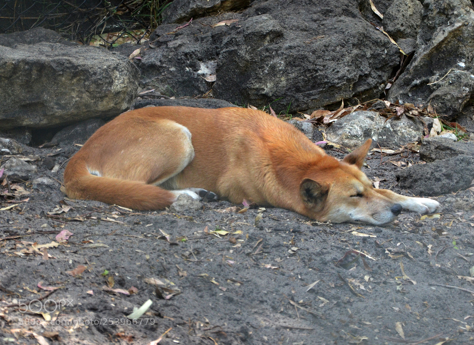 Nikon D7000 sample photo. Dingo photography