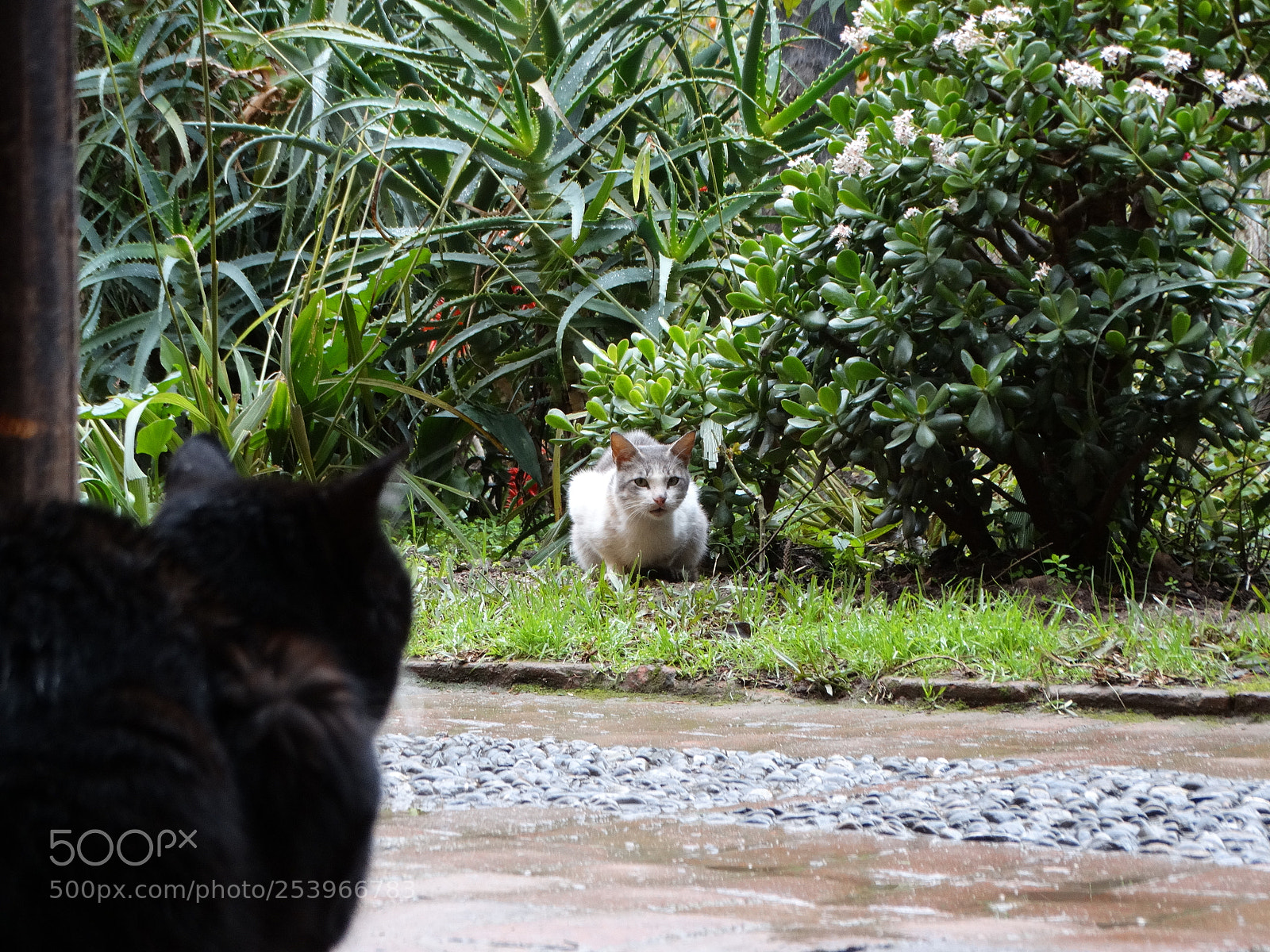 Sony Cyber-shot DSC-HX300 sample photo. Chaouen photography