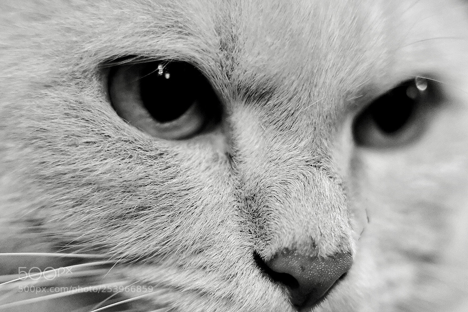 Fujifilm X-T2 sample photo. The eyes are the photography