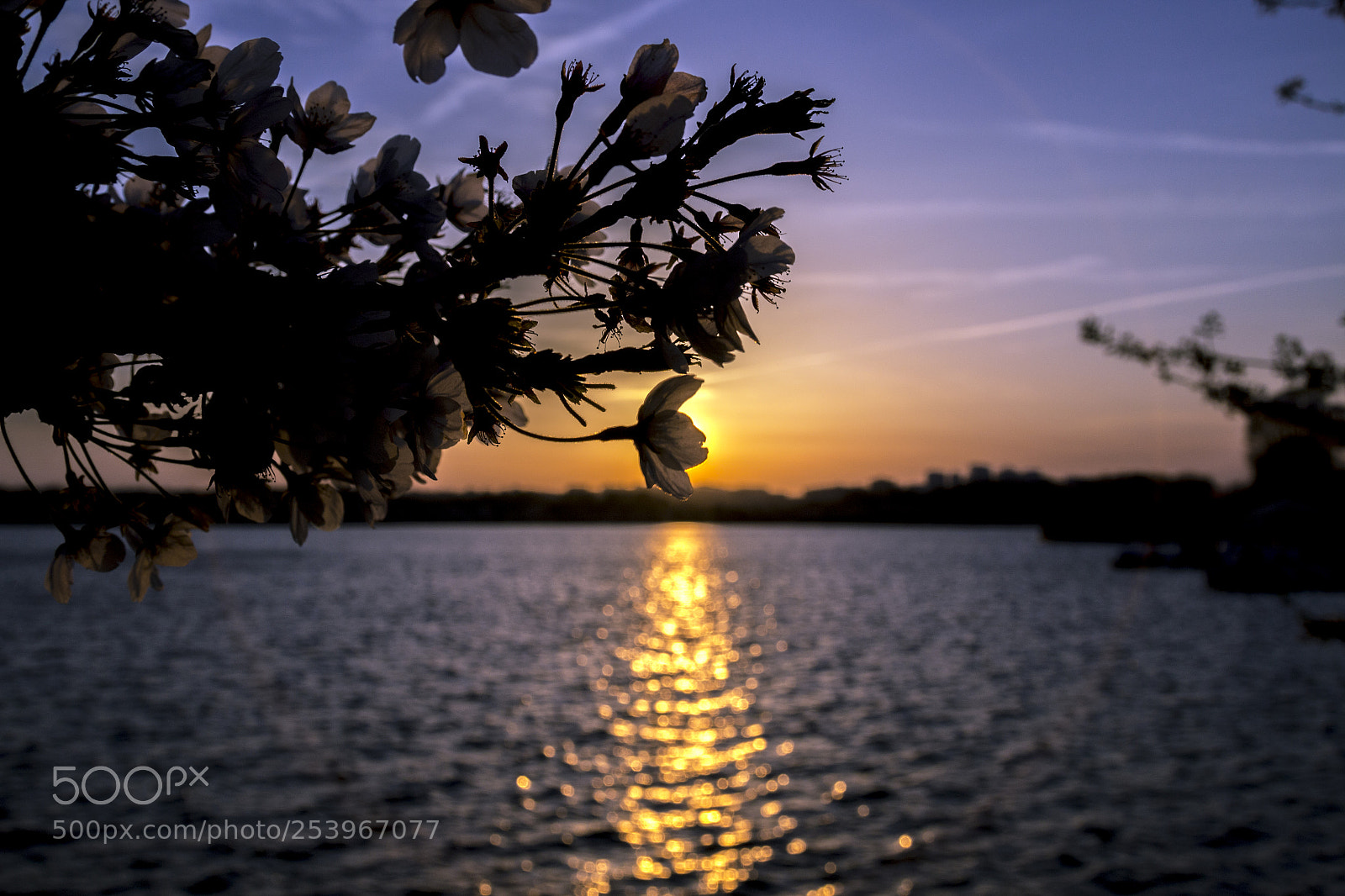 Canon EOS 70D sample photo. Cherry blossom photography
