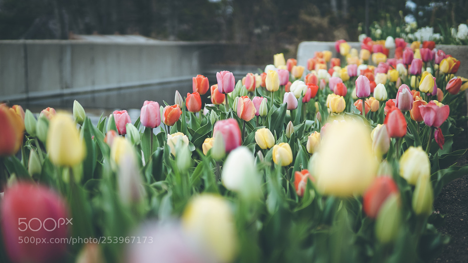 Sony a6000 sample photo. Tulips photography