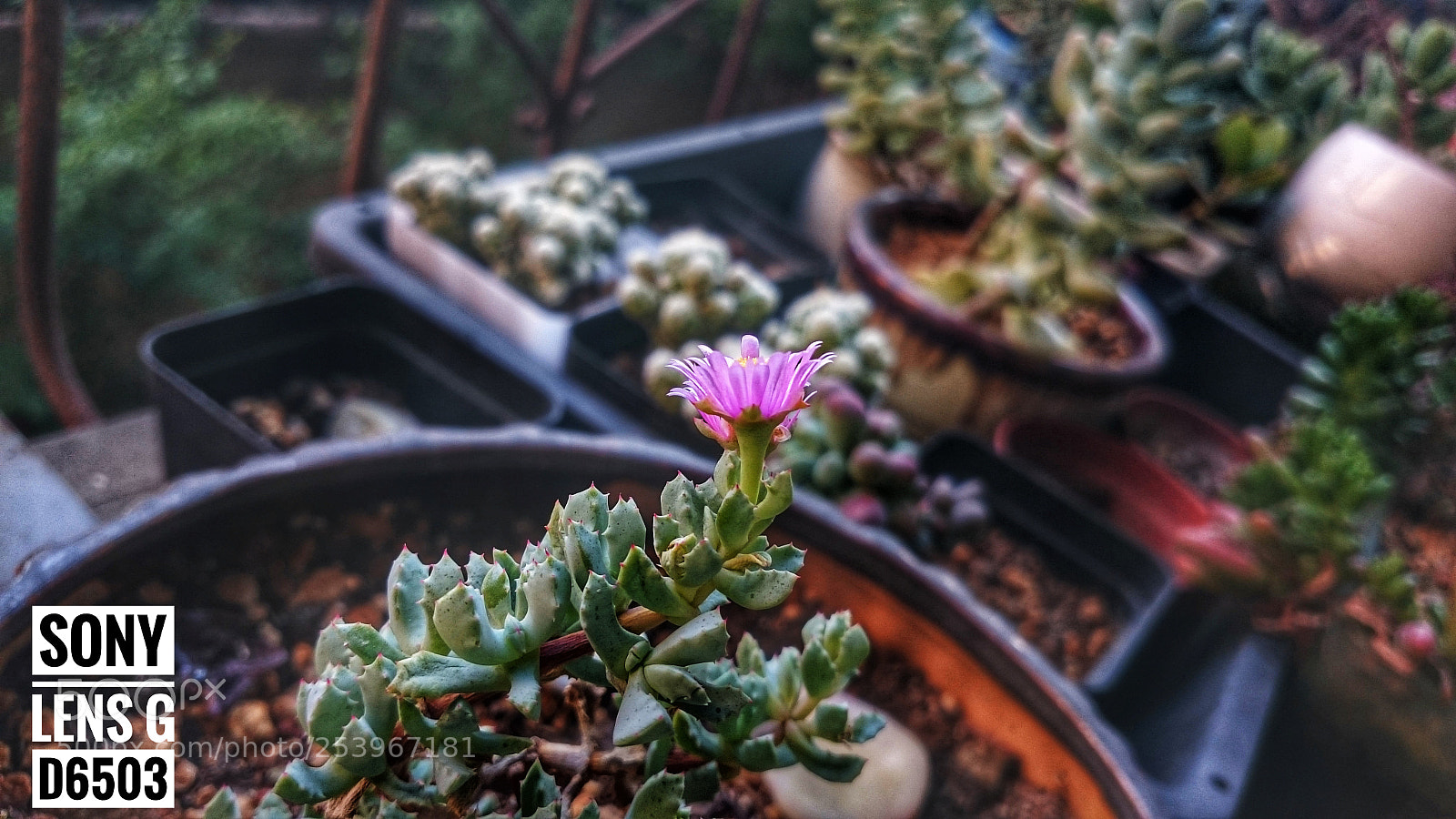 Sony Xperia Z2 sample photo. Untitled photography