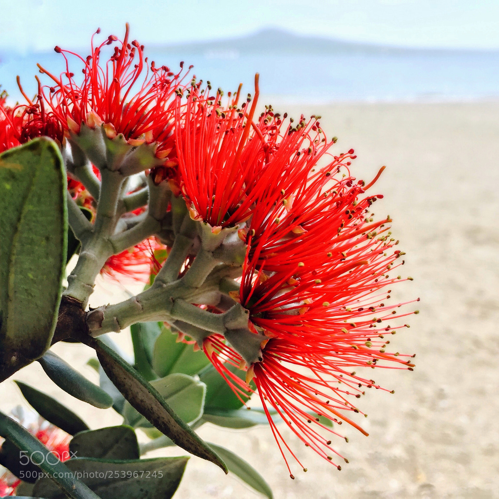 Apple iPhone 6 sample photo. Auckland icon photography