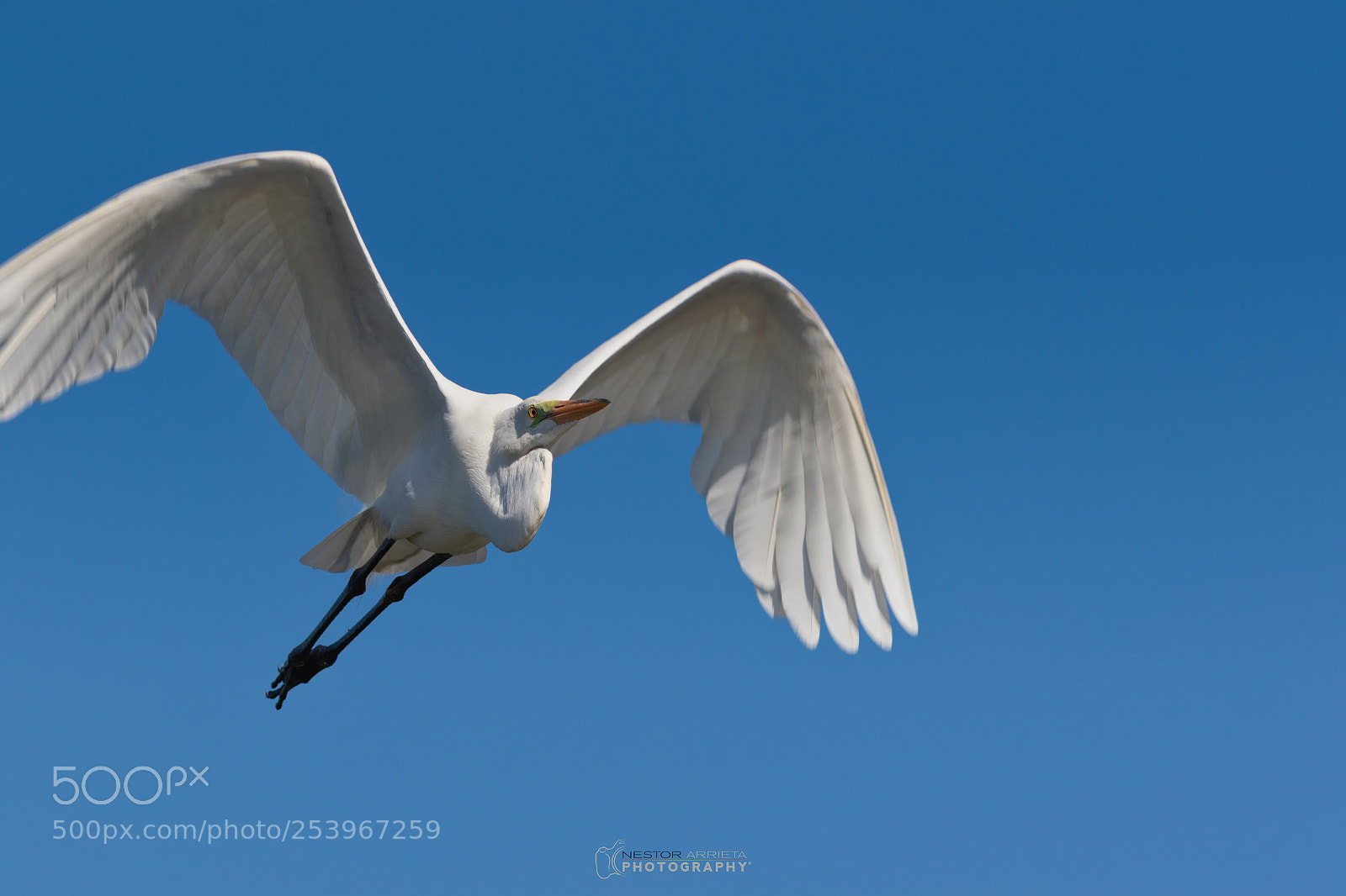 Canon EOS 7D Mark II sample photo. Big bird photography