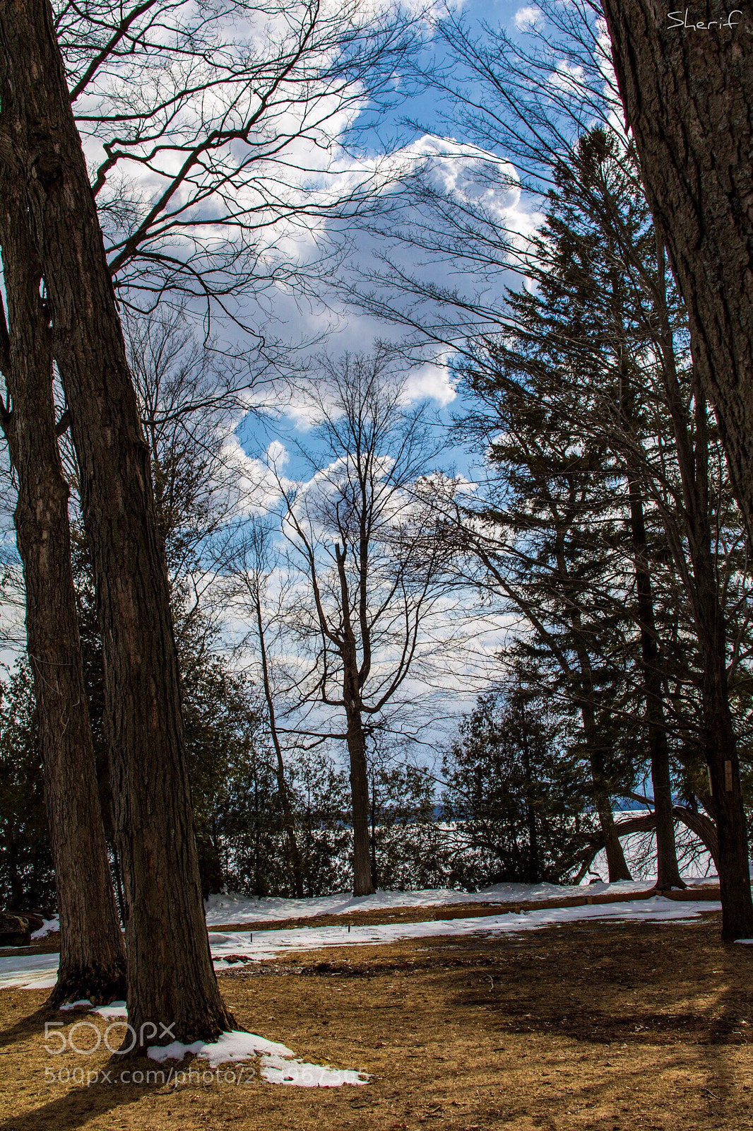 Canon EOS 750D (EOS Rebel T6i / EOS Kiss X8i) sample photo. Great trees  photography