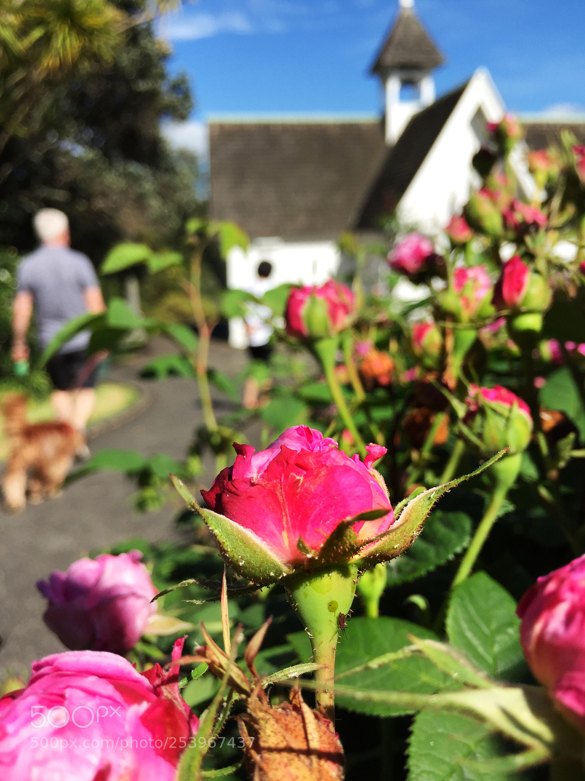 Apple iPhone 6 sample photo. Go to church photography