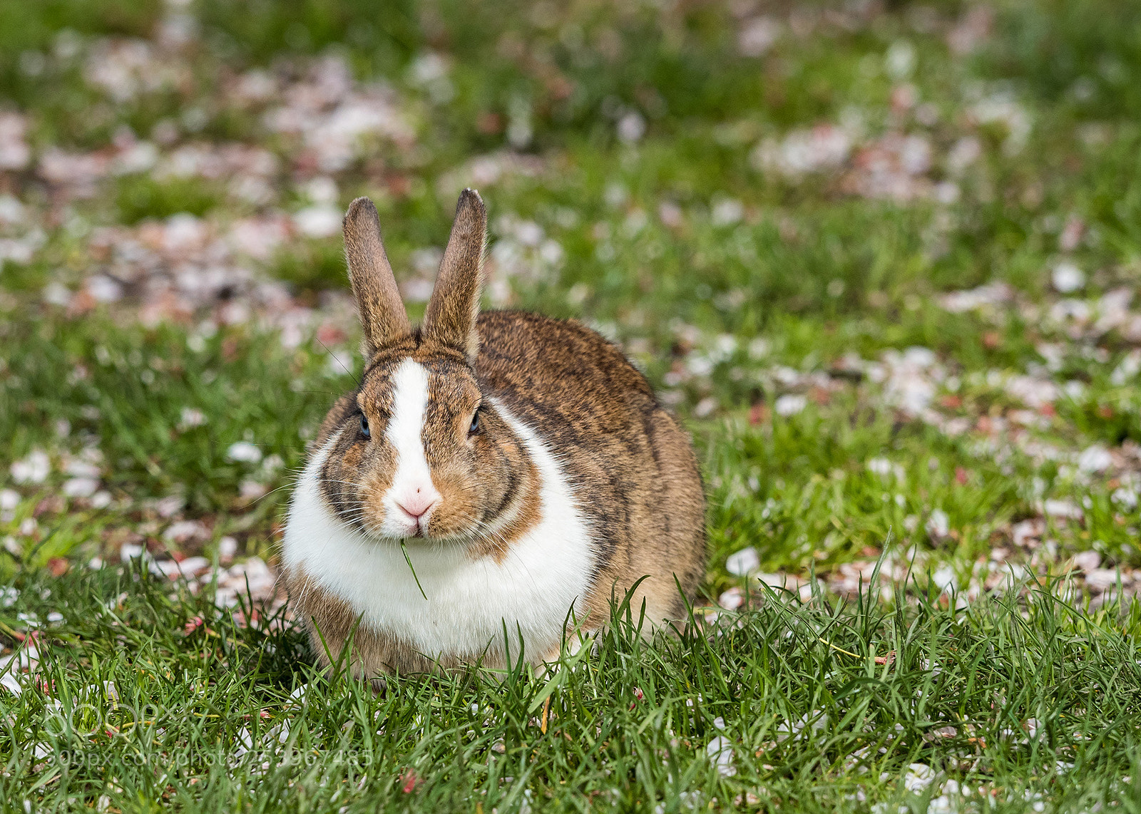 Olympus OM-D E-M5 II sample photo. Enjoy the grass photography