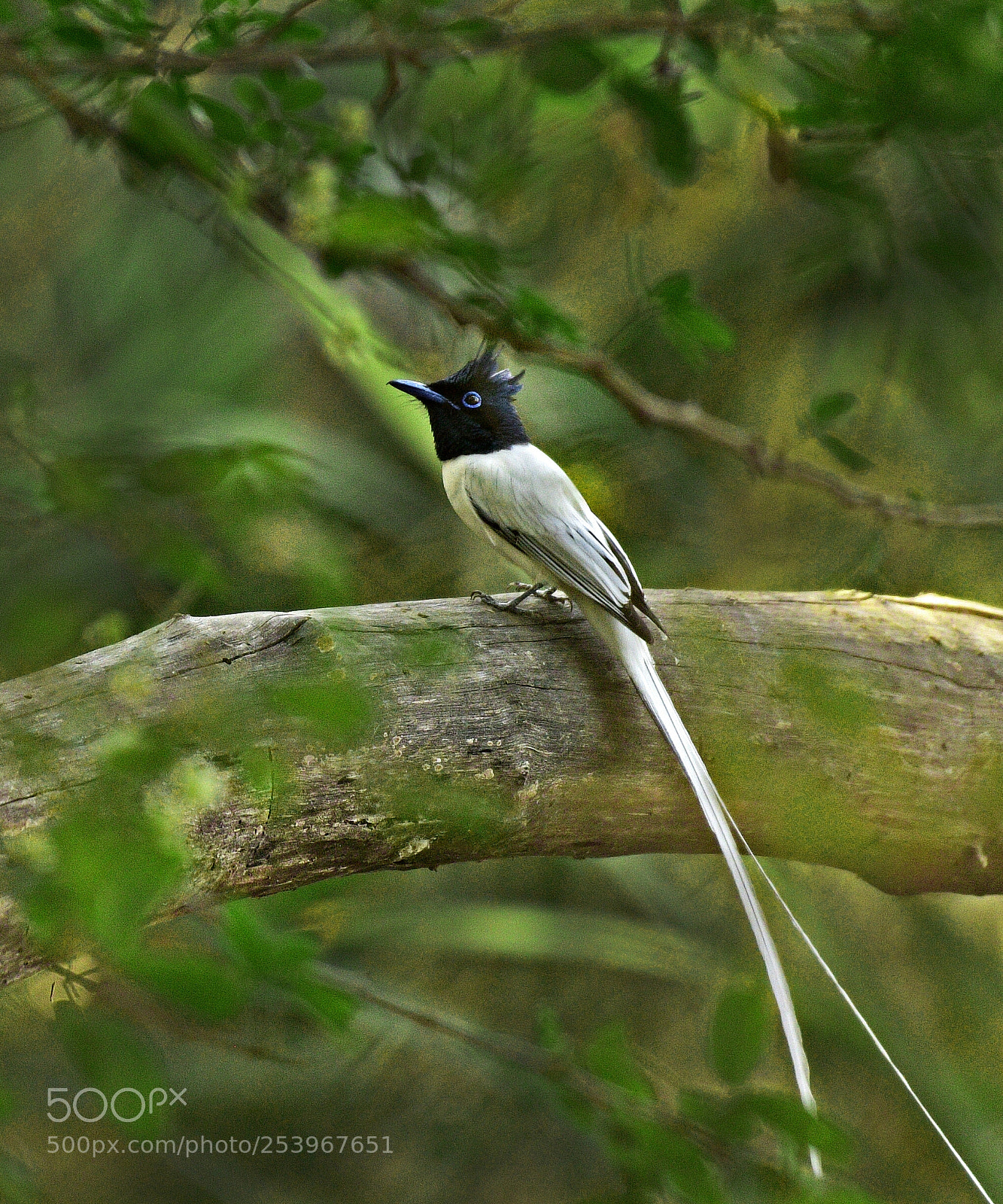 Nikon D500 sample photo. Asian paradise fly-catcher photography