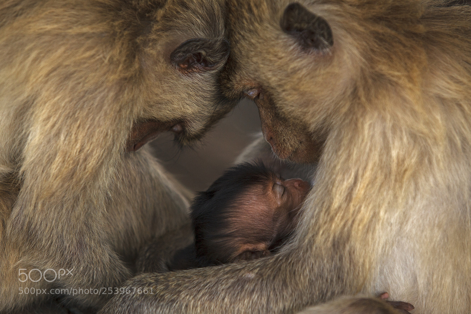 Canon EOS 5D Mark II sample photo. Sweet dreams photography