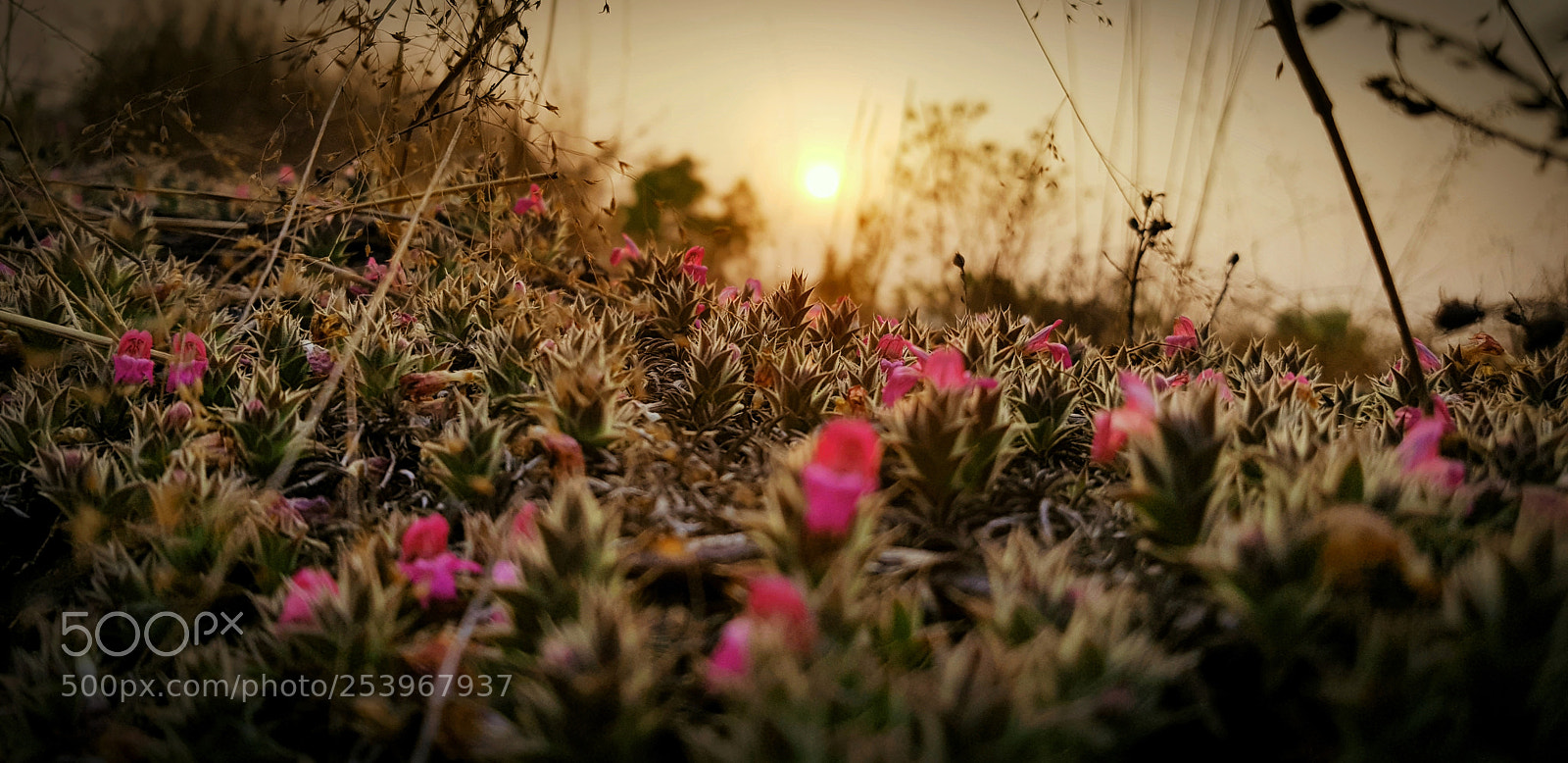 Samsung Galaxy S8 sample photo. Evening flowers photography