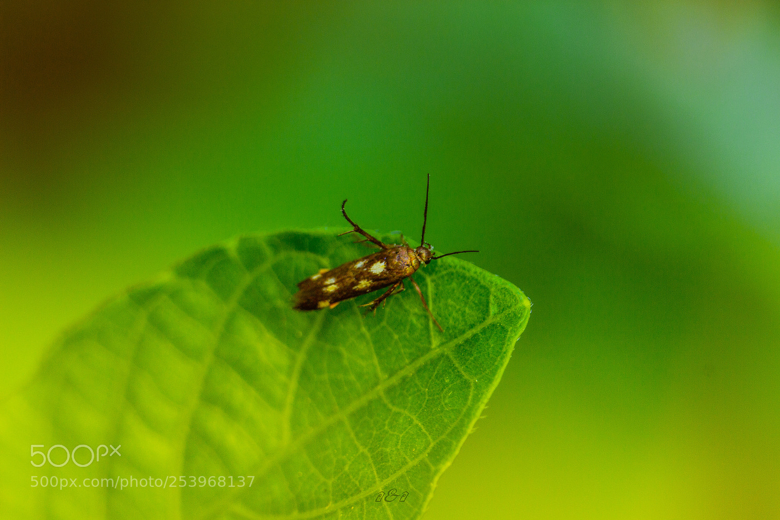 Canon EOS 600D (Rebel EOS T3i / EOS Kiss X5) sample photo. An insect photography