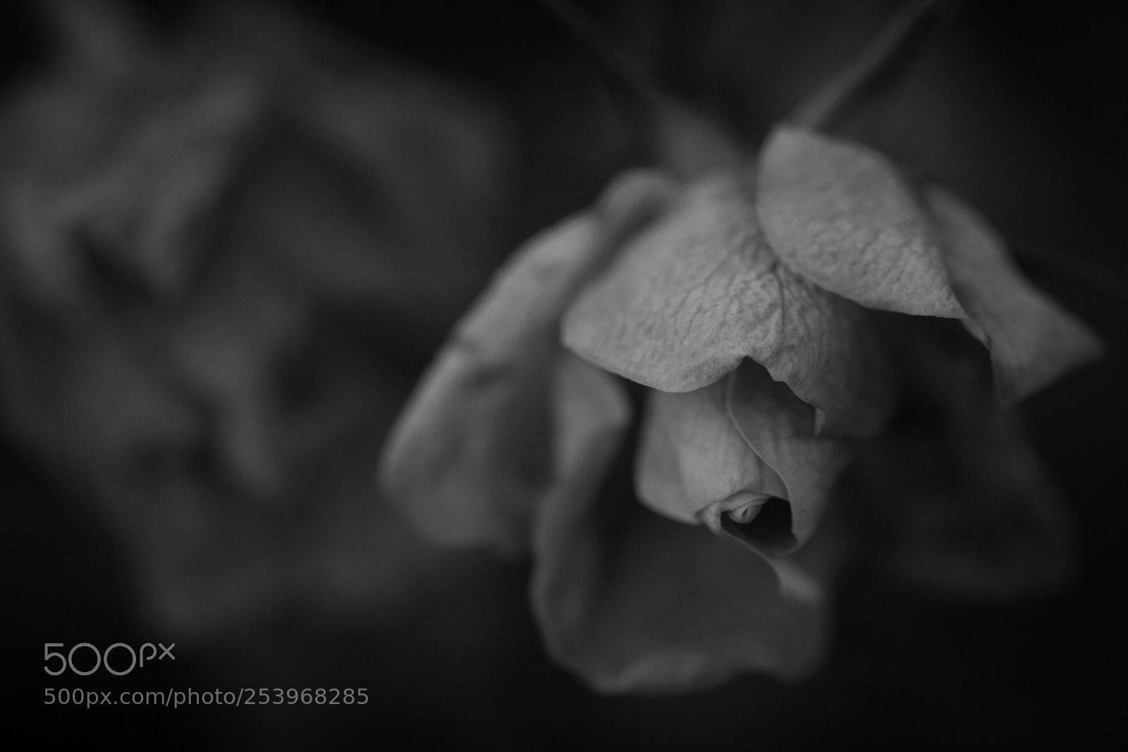 Canon EOS 5D Mark II sample photo. Delicate rose photography