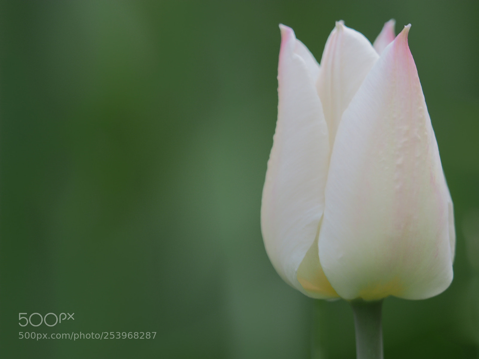 Olympus OM-D E-M5 II sample photo. Tulpen photography