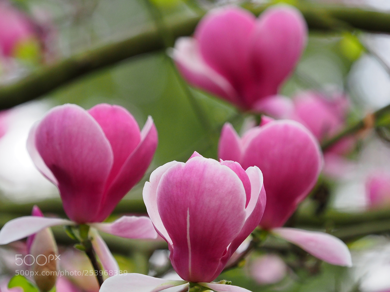 Olympus OM-D E-M5 II sample photo. Magnolien photography