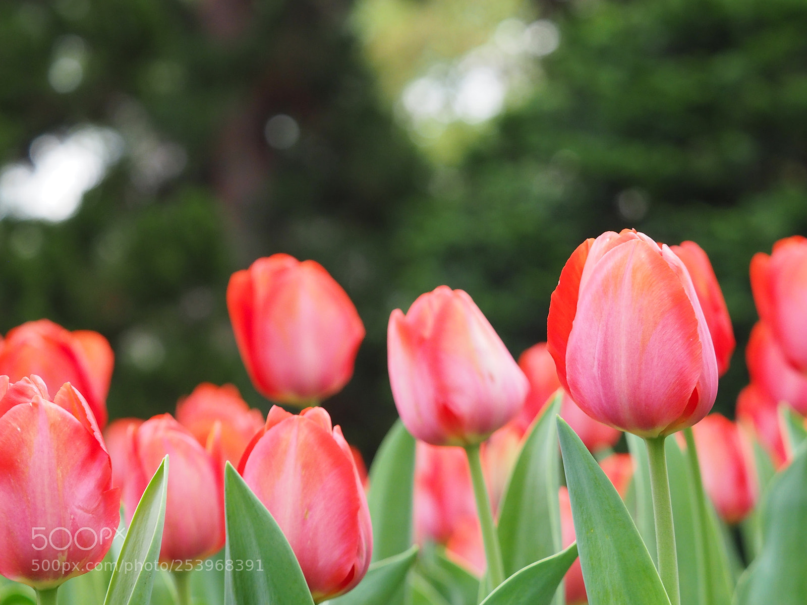 Olympus OM-D E-M5 II sample photo. Tulpen photography