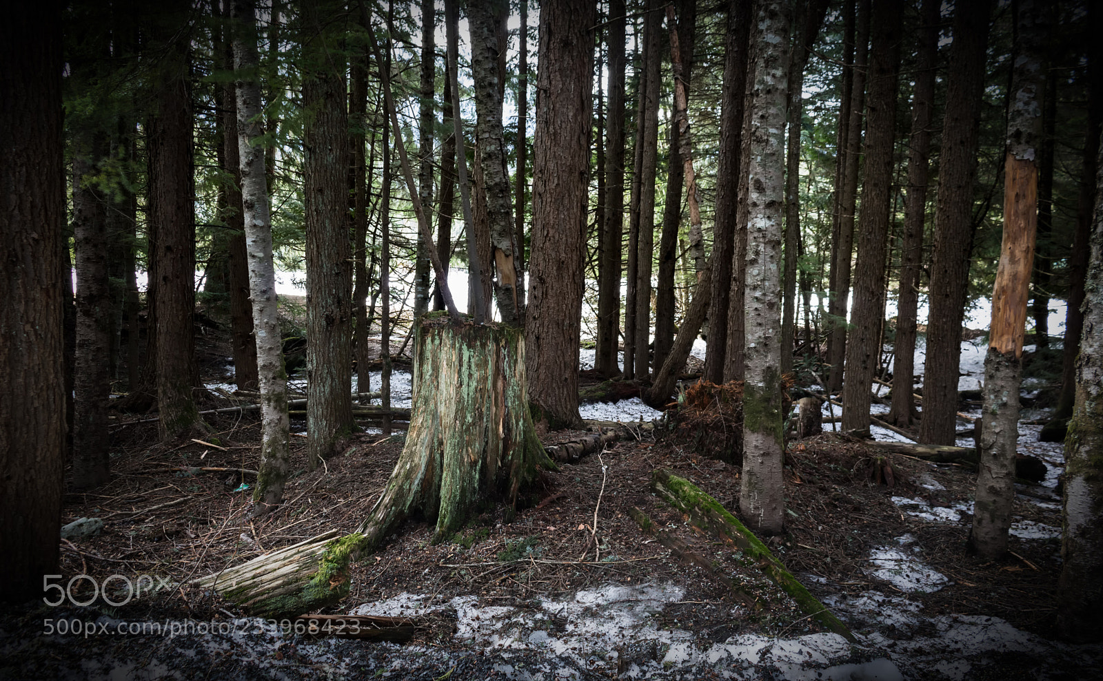 Canon EOS 750D (EOS Rebel T6i / EOS Kiss X8i) sample photo. Lumberjack territory photography