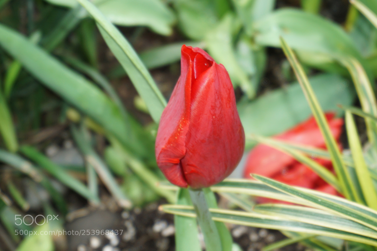 Sony a6000 sample photo. R photography