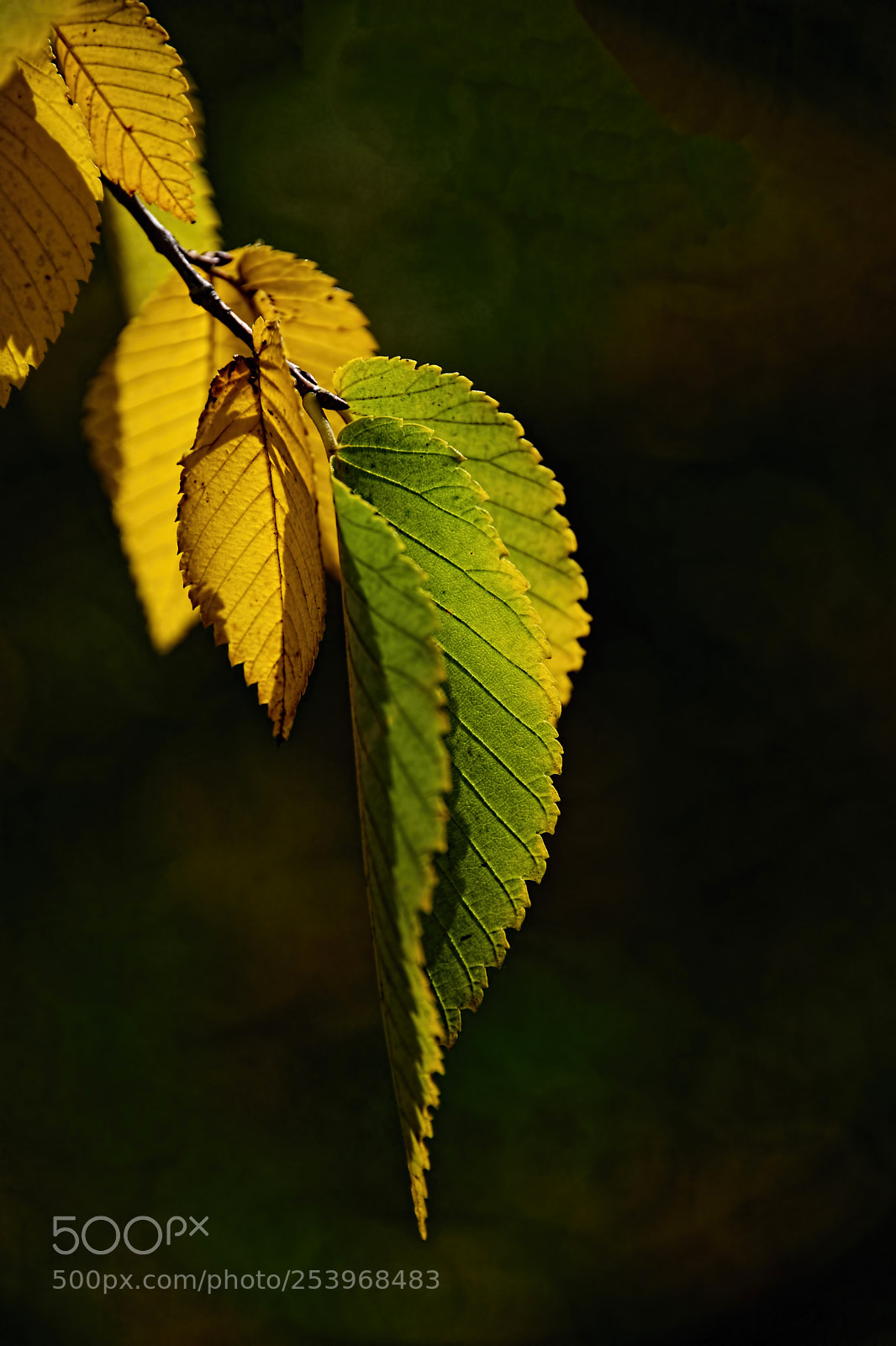 Nikon D800E sample photo. Fall, leaves, fall photography