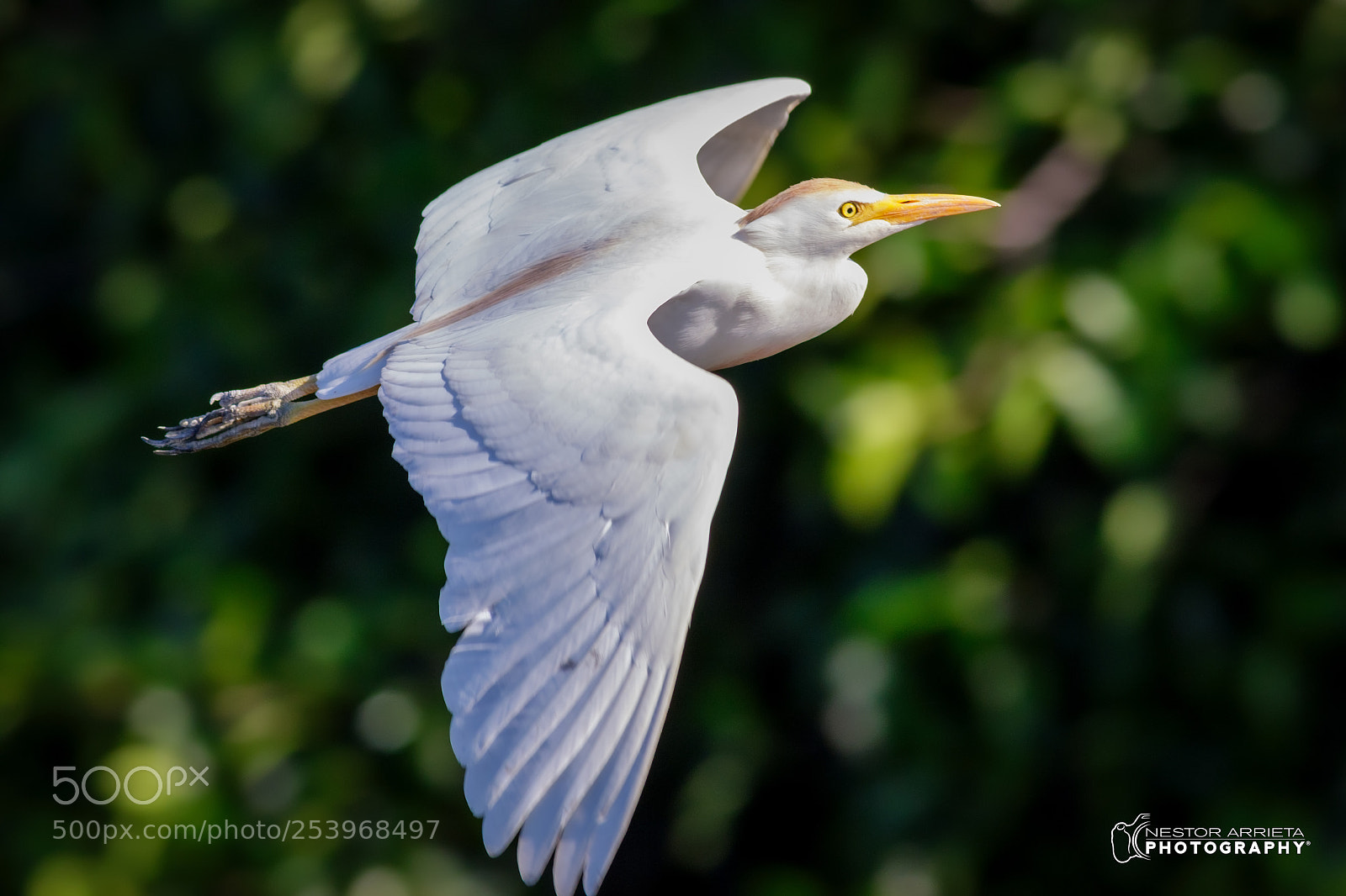 Canon EOS 7D Mark II sample photo. Cattle egret photography