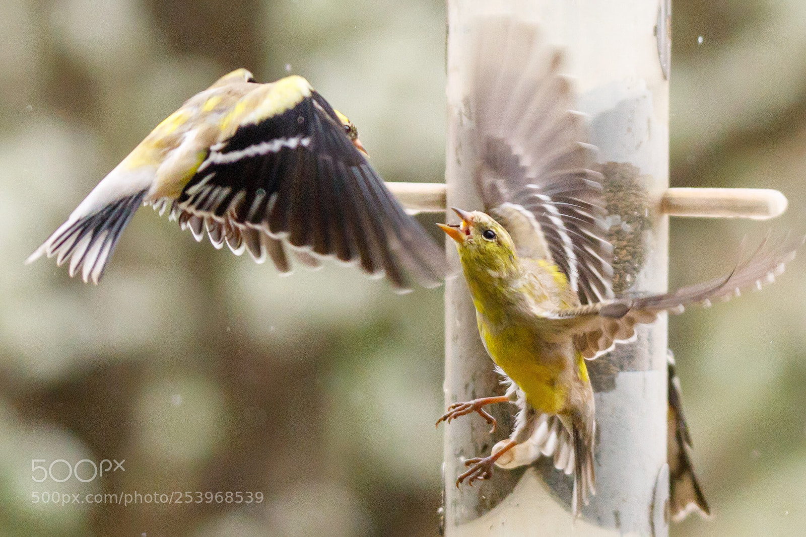 Canon EOS 5D Mark IV sample photo. Goldfinch 1 no, you photography