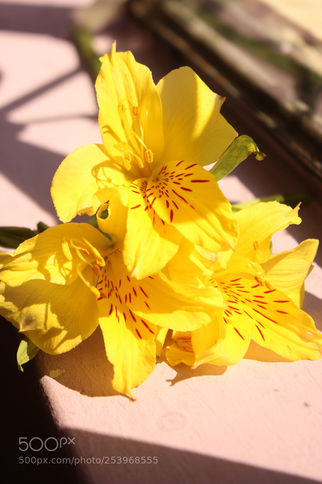 Canon EOS 600D (Rebel EOS T3i / EOS Kiss X5) sample photo. Amarillo photography