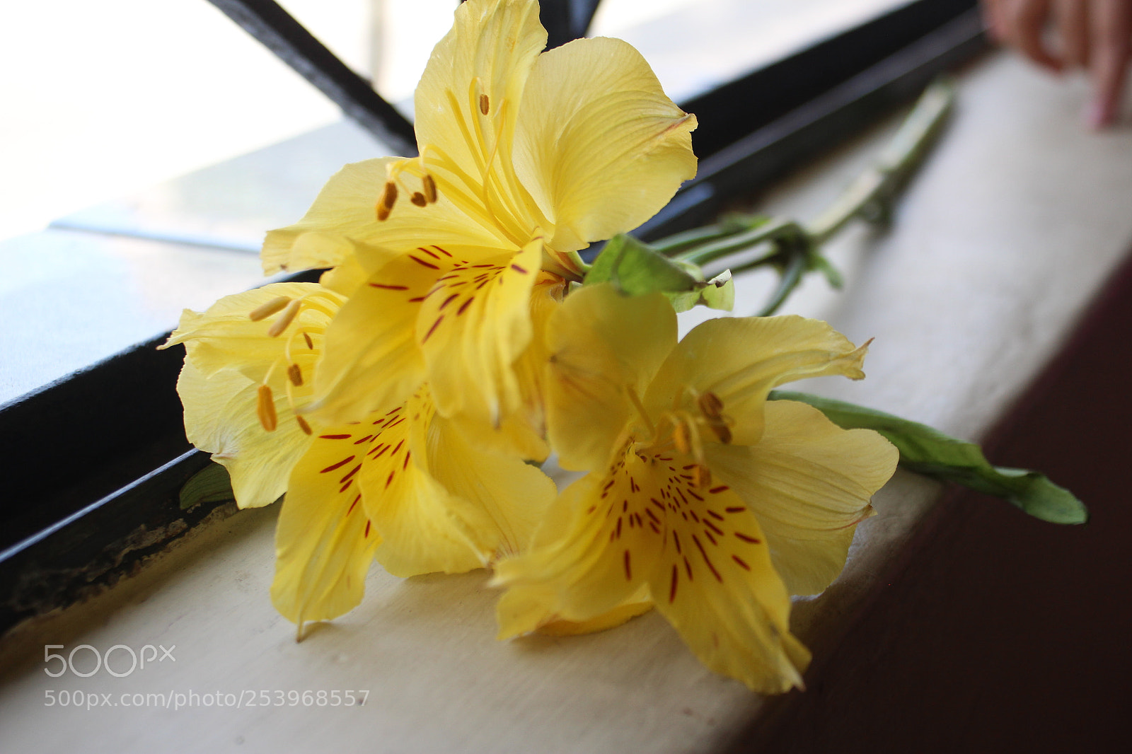 Canon EOS 600D (Rebel EOS T3i / EOS Kiss X5) sample photo. Amarillo photography