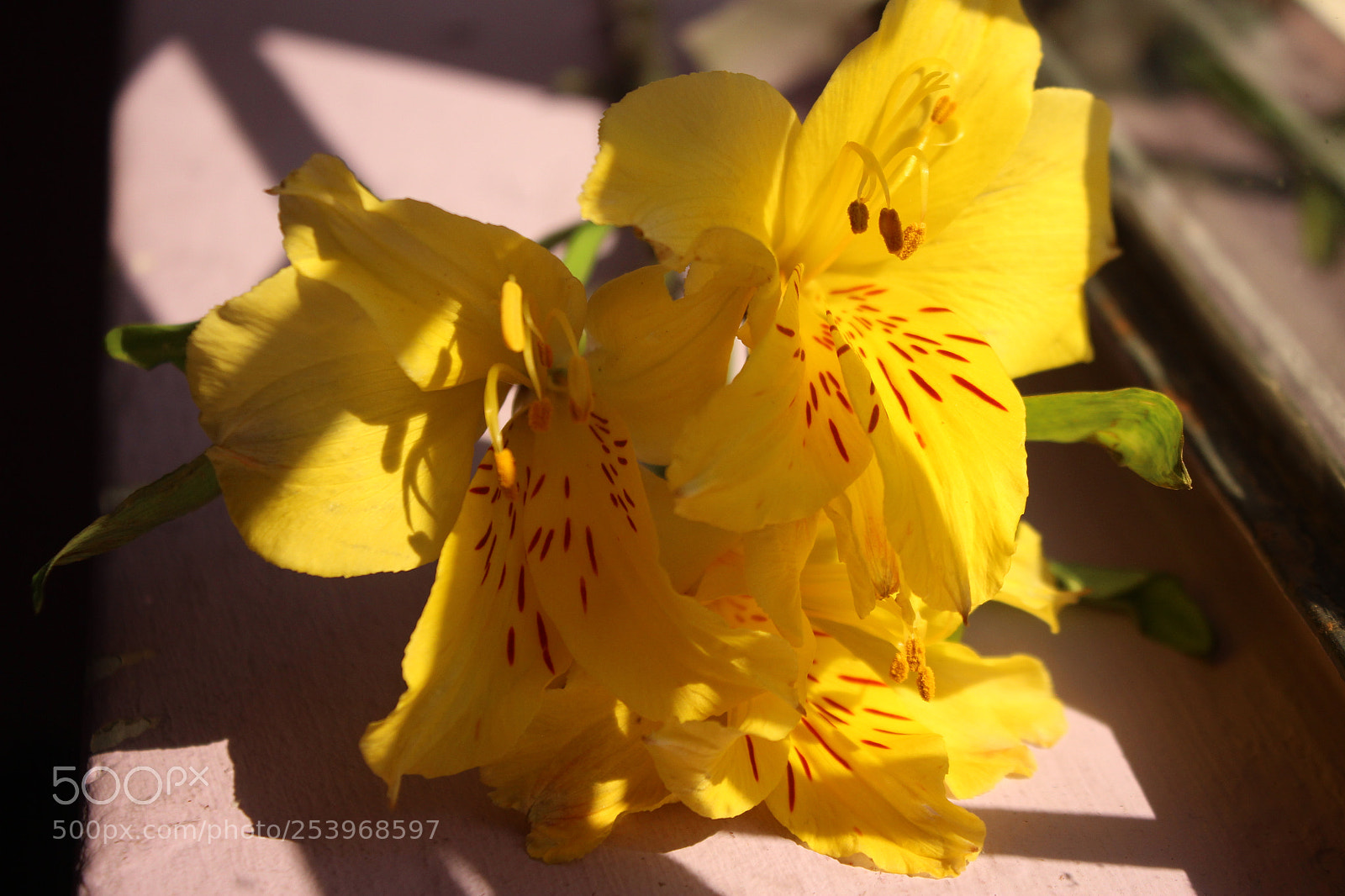 Canon EOS 600D (Rebel EOS T3i / EOS Kiss X5) sample photo. Amarillo photography